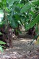 Jungle paradise